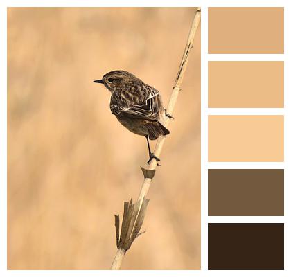 Song Sparrow Sparrow Bird Image